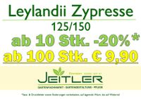 20% Leylandii